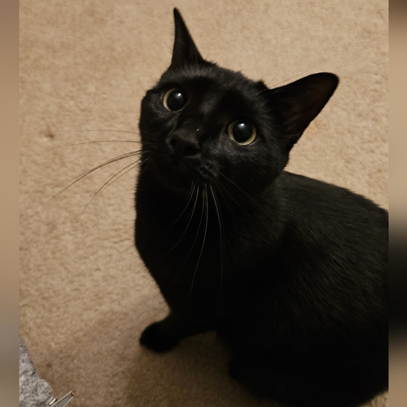 Meet your Posher, Amani - Picture 5 of 6